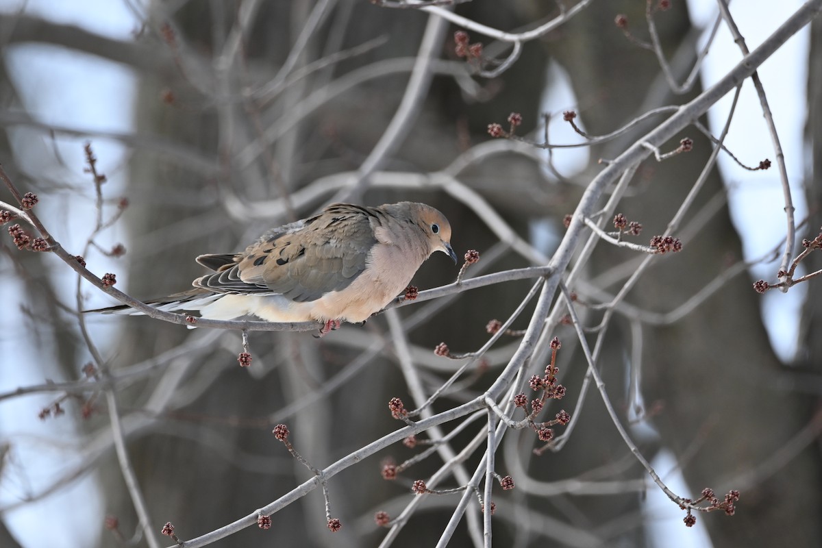 Mourning Dove - ML631853225