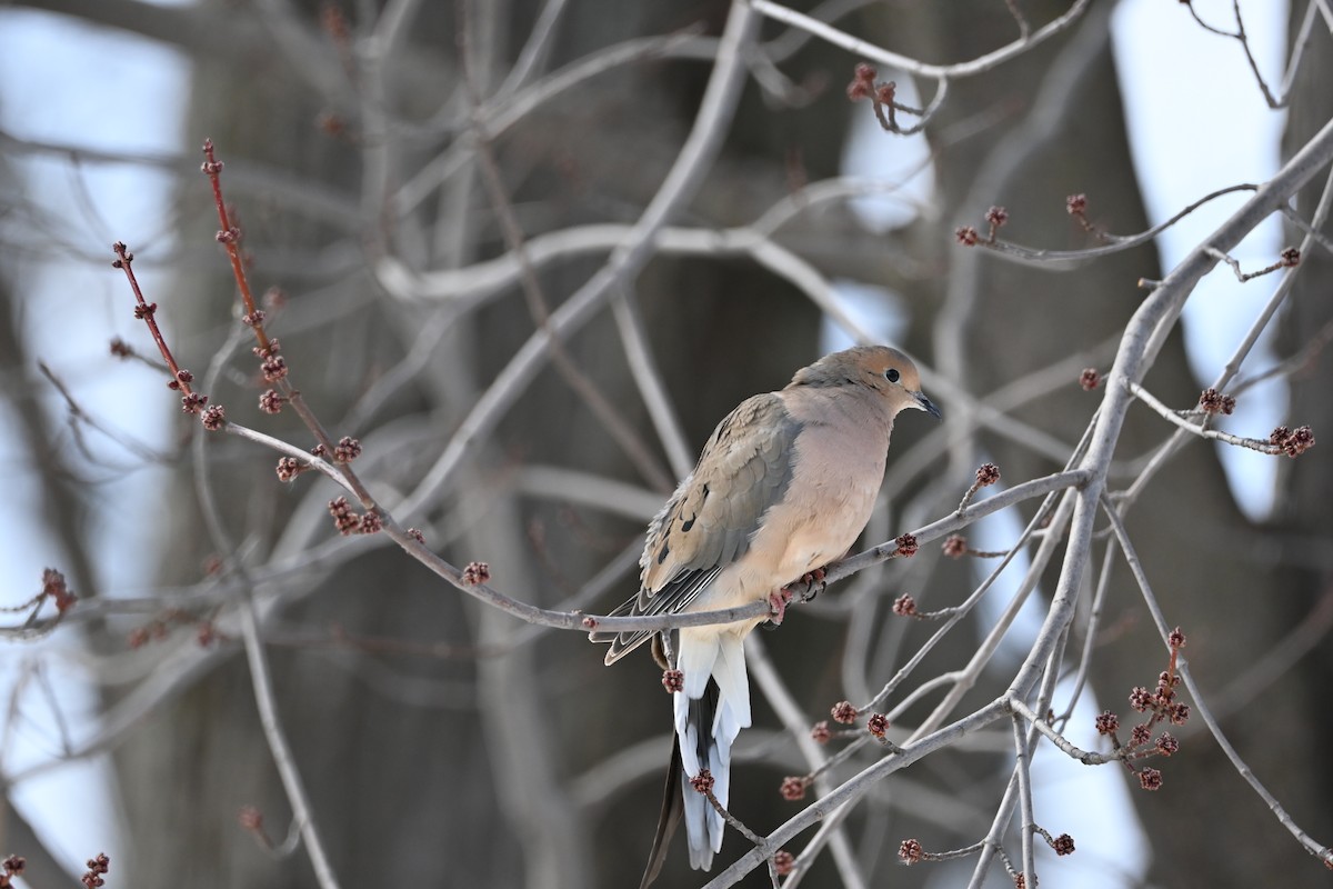 Mourning Dove - ML631853226