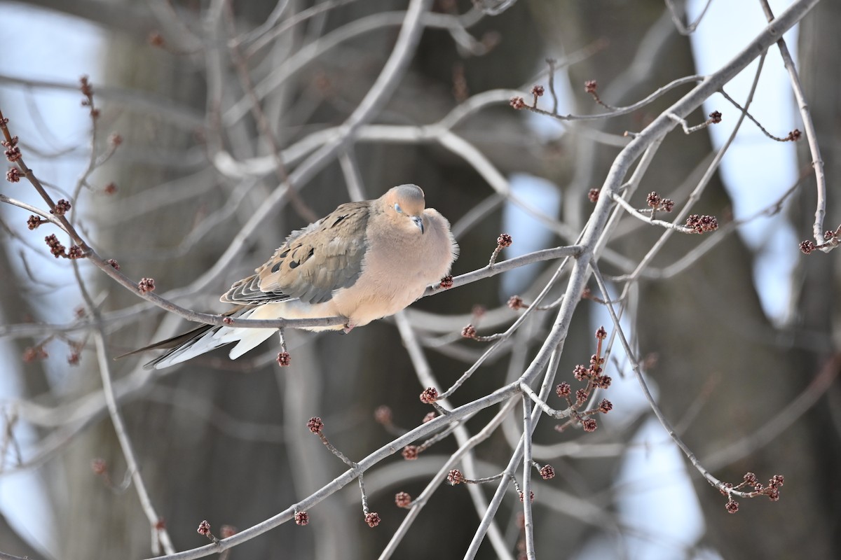 Mourning Dove - ML631853227