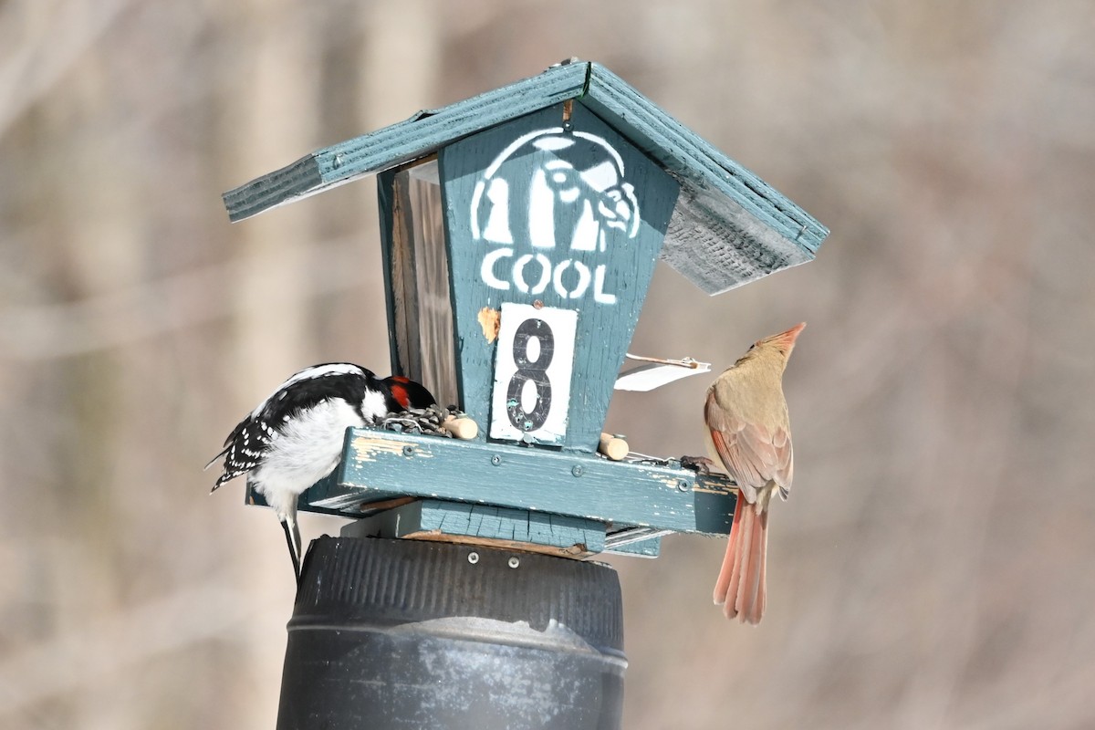 Hairy Woodpecker - ML631853285