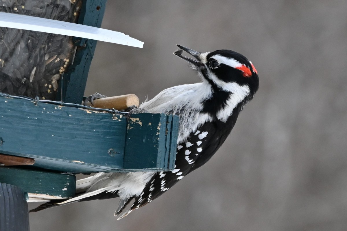 Hairy Woodpecker - ML631853286