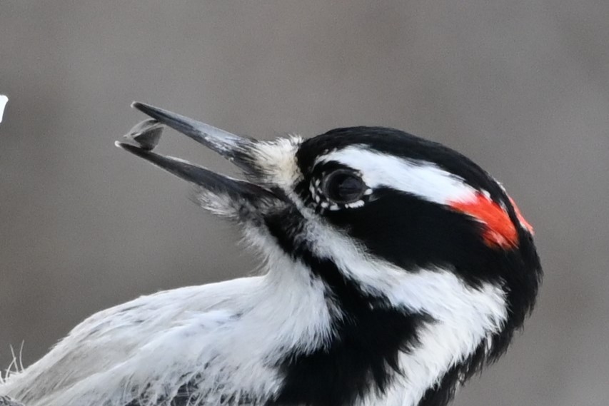 Hairy Woodpecker - ML631853287