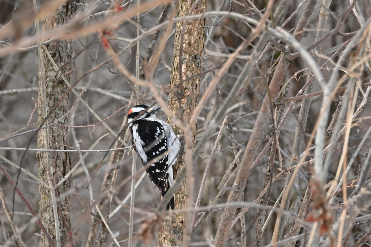 Hairy Woodpecker - ML631853288