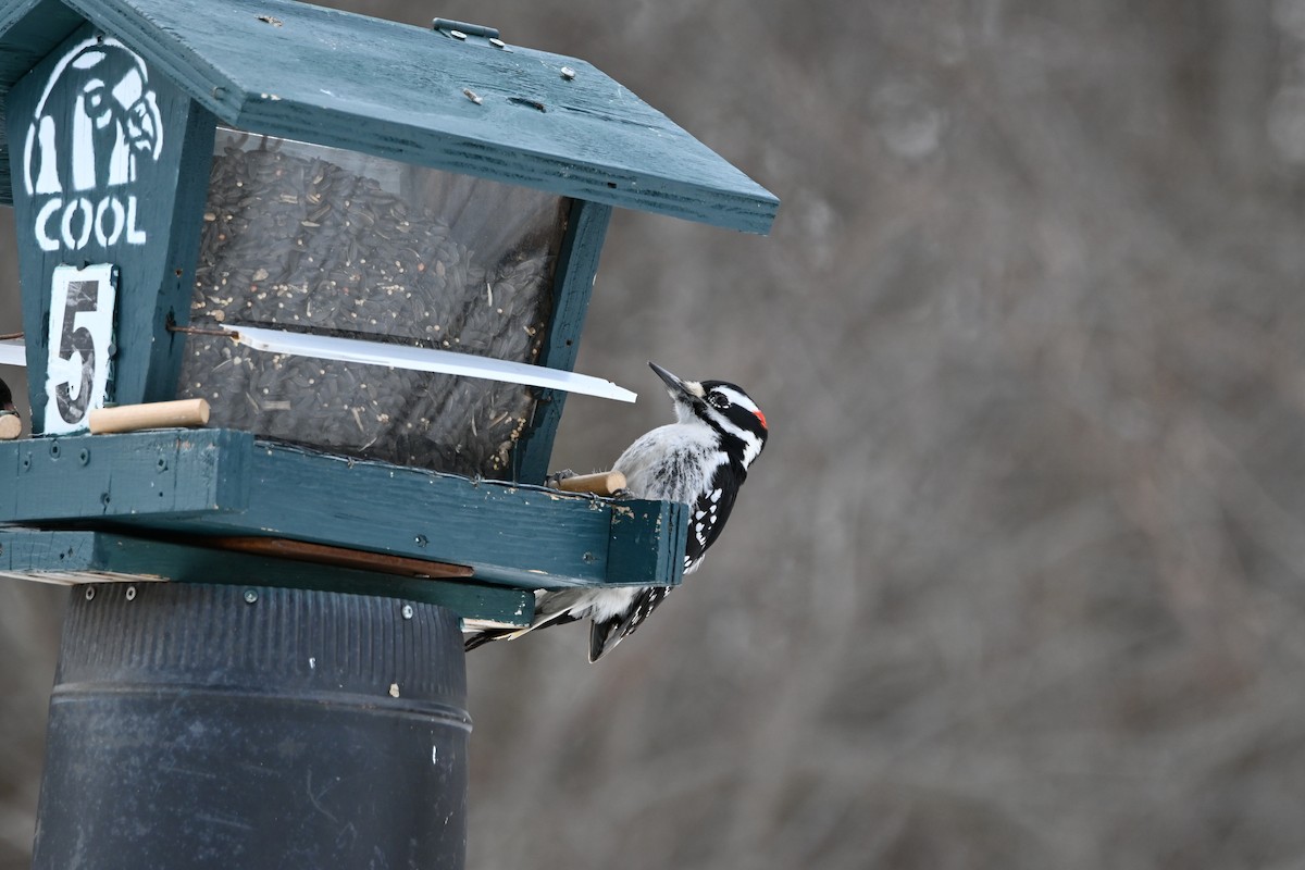 Hairy Woodpecker - ML631853291