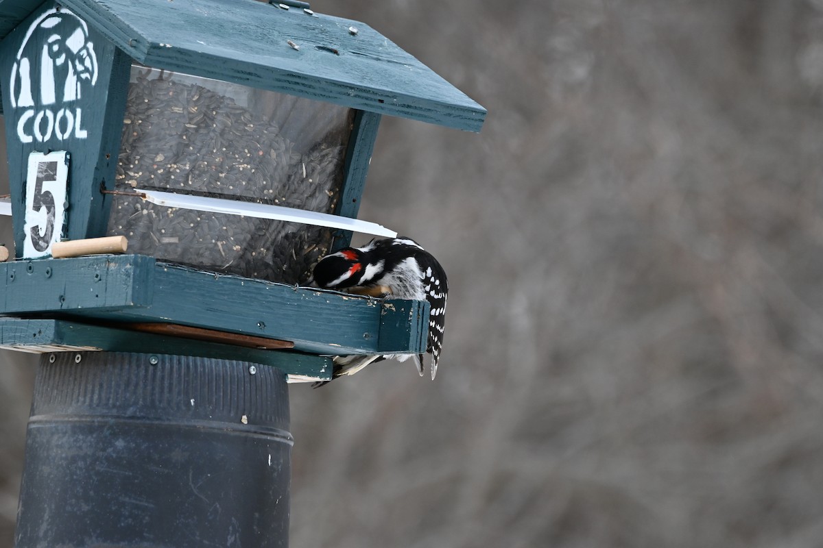 Hairy Woodpecker - ML631853293