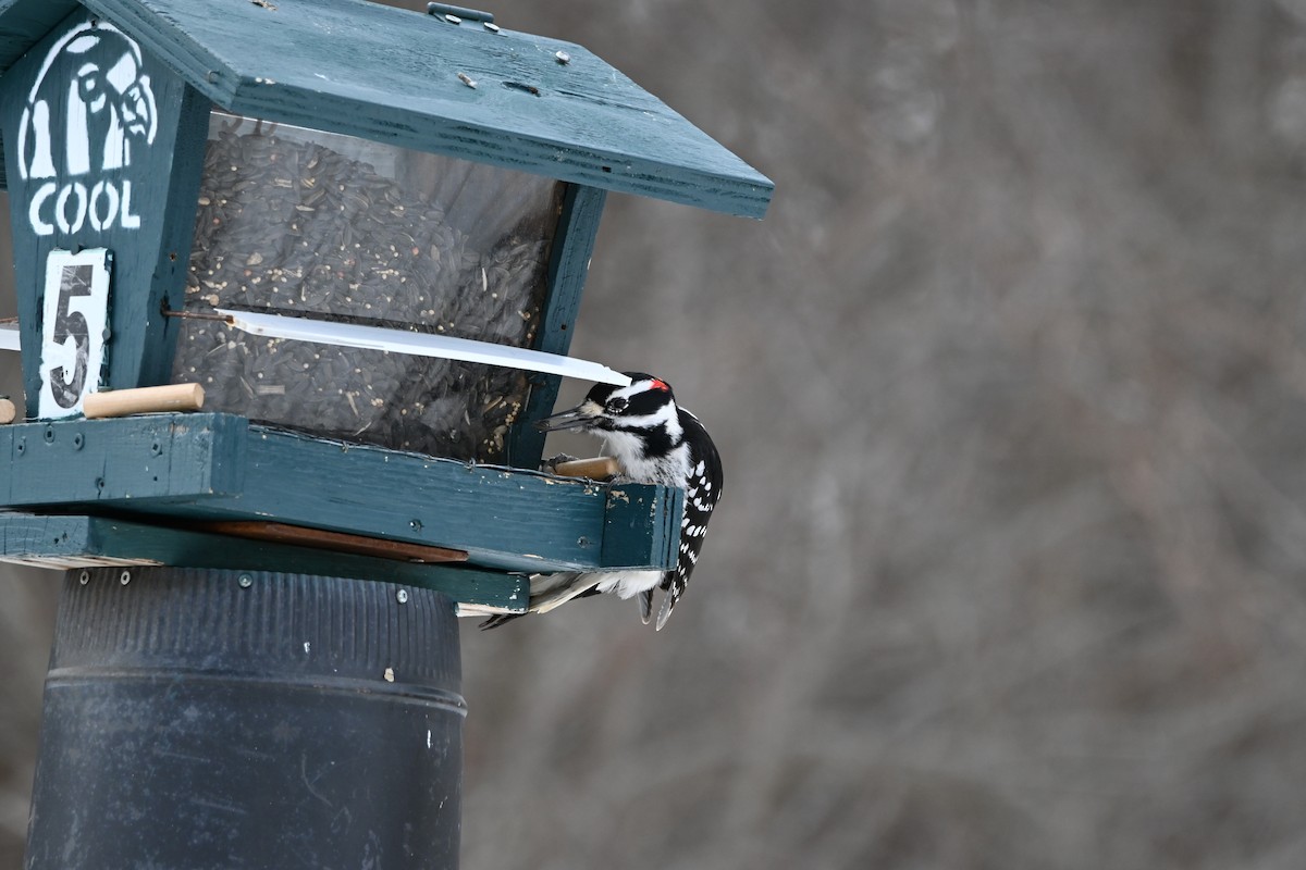 Hairy Woodpecker - ML631853295