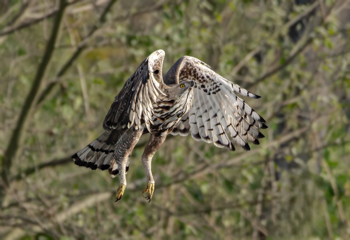 Changeable Hawk-Eagle - ML631853332