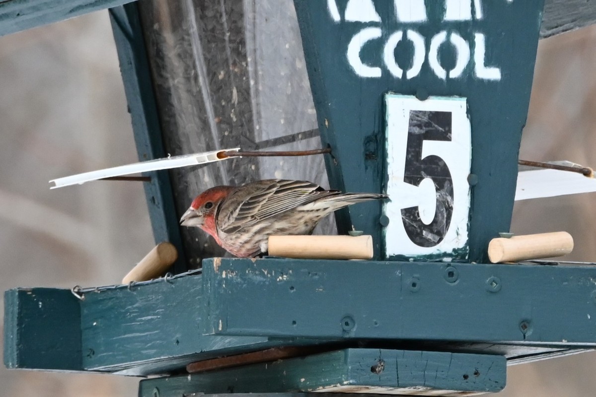 House Finch - ML631853392