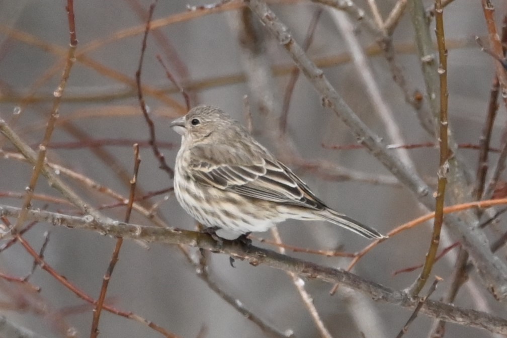 House Finch - ML631853393