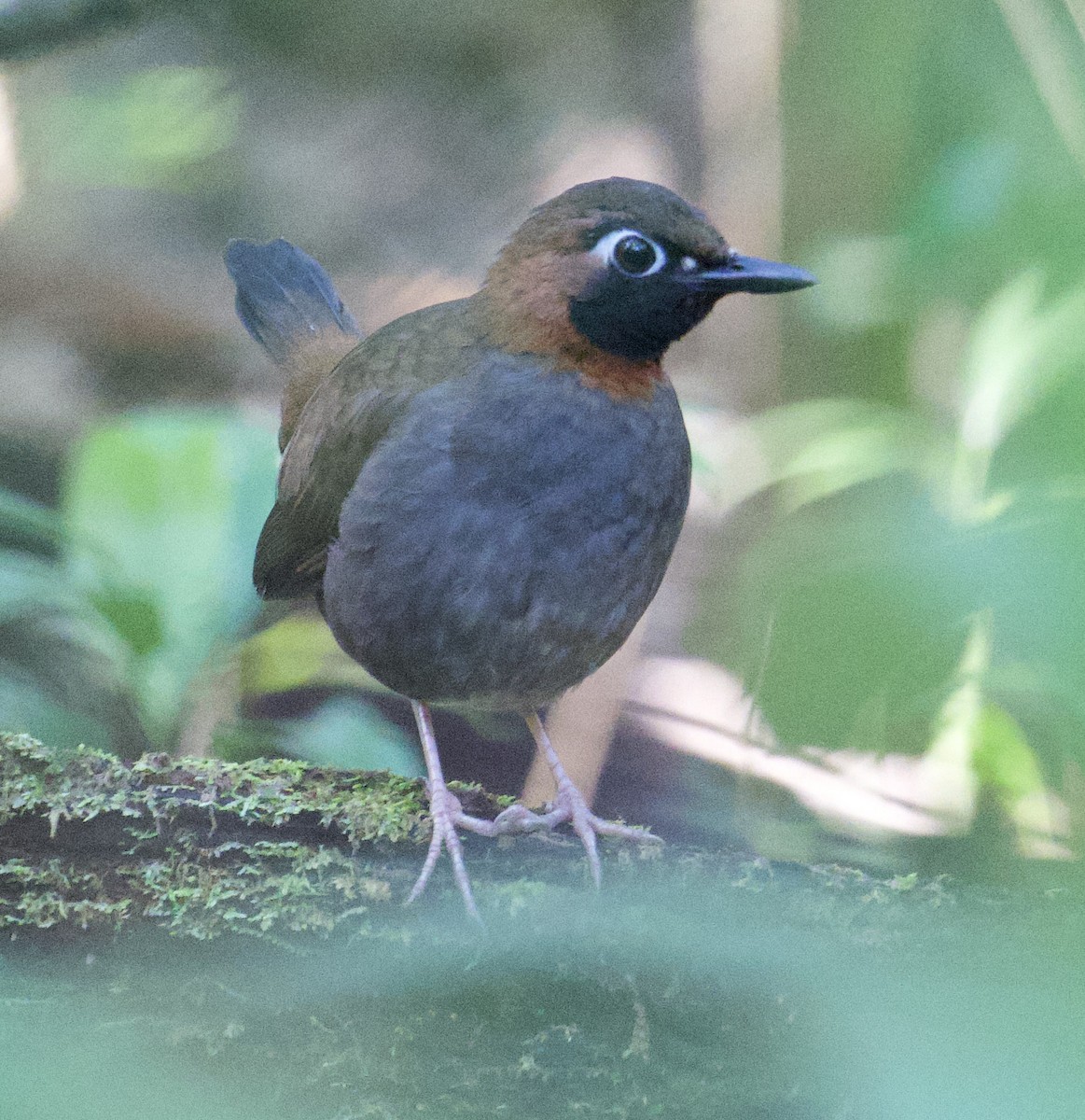 Mayan Antthrush - ML631853770