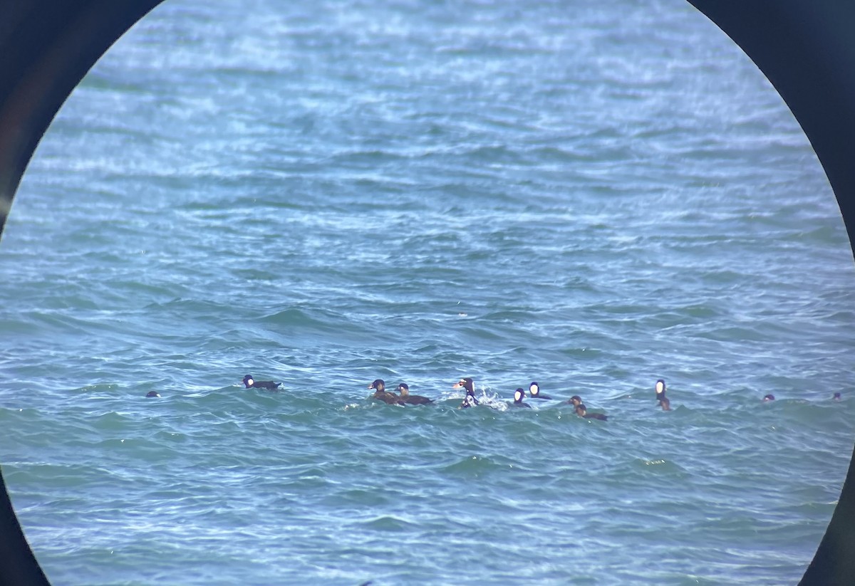 Surf Scoter - ML631853772