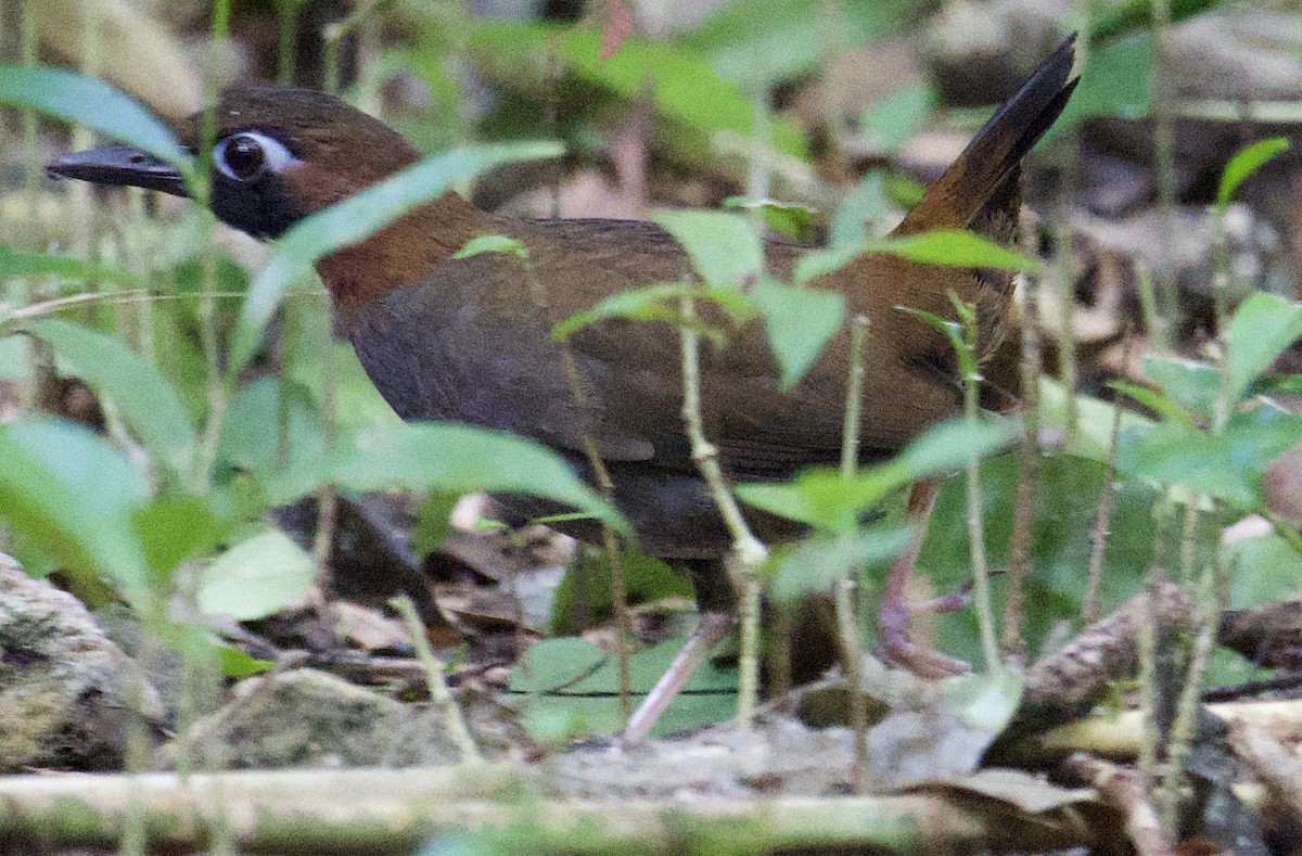 Mayan Antthrush - ML631853786