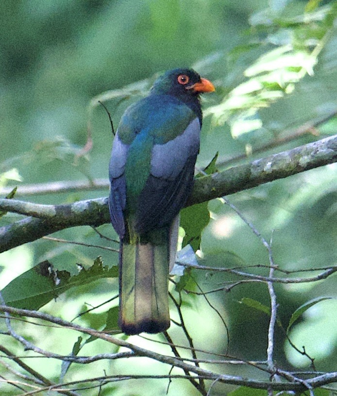 Slaty-tailed Trogon - ML631853808