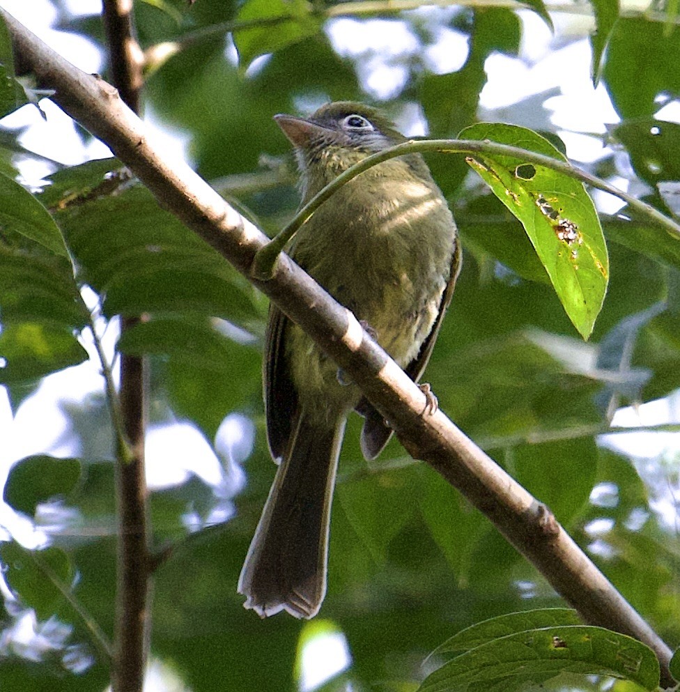 Eye-ringed Flatbill - ML631853831