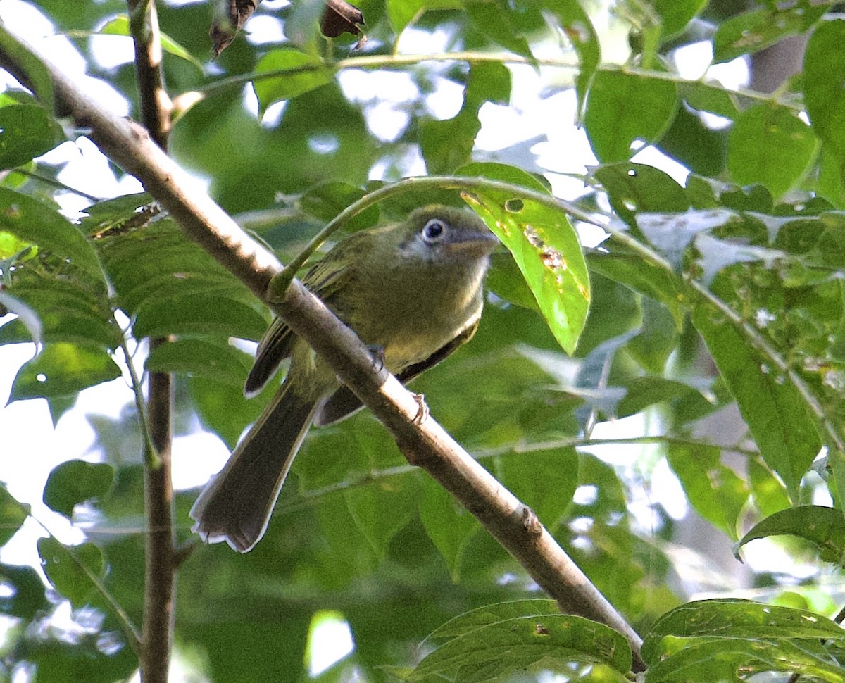 Eye-ringed Flatbill - ML631853834
