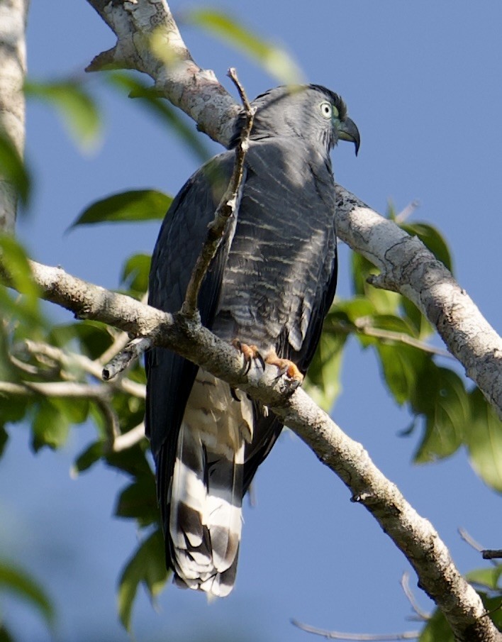 Hook-billed Kite - ML631853858