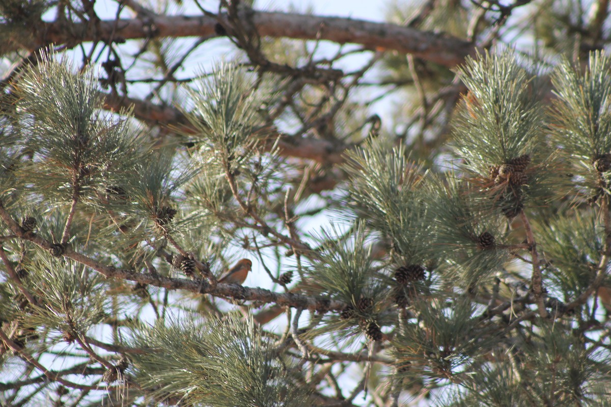 Red Crossbill - ML631854038