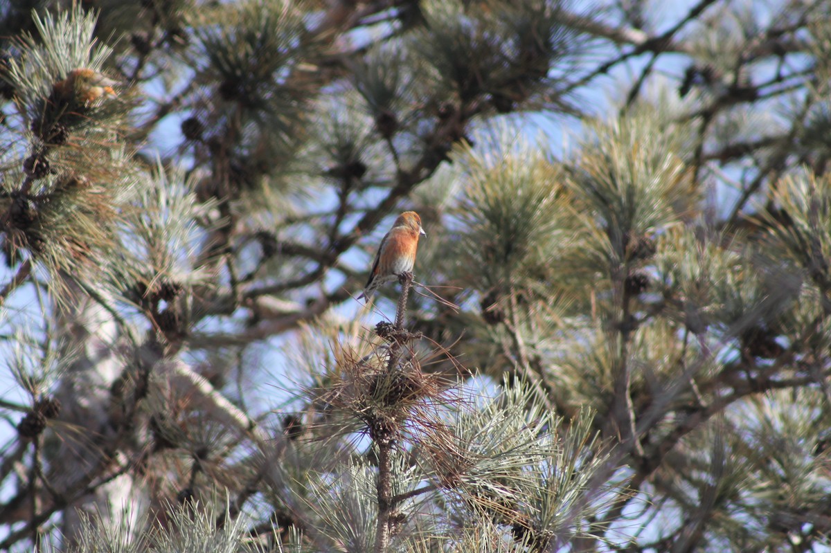 Red Crossbill - ML631854042