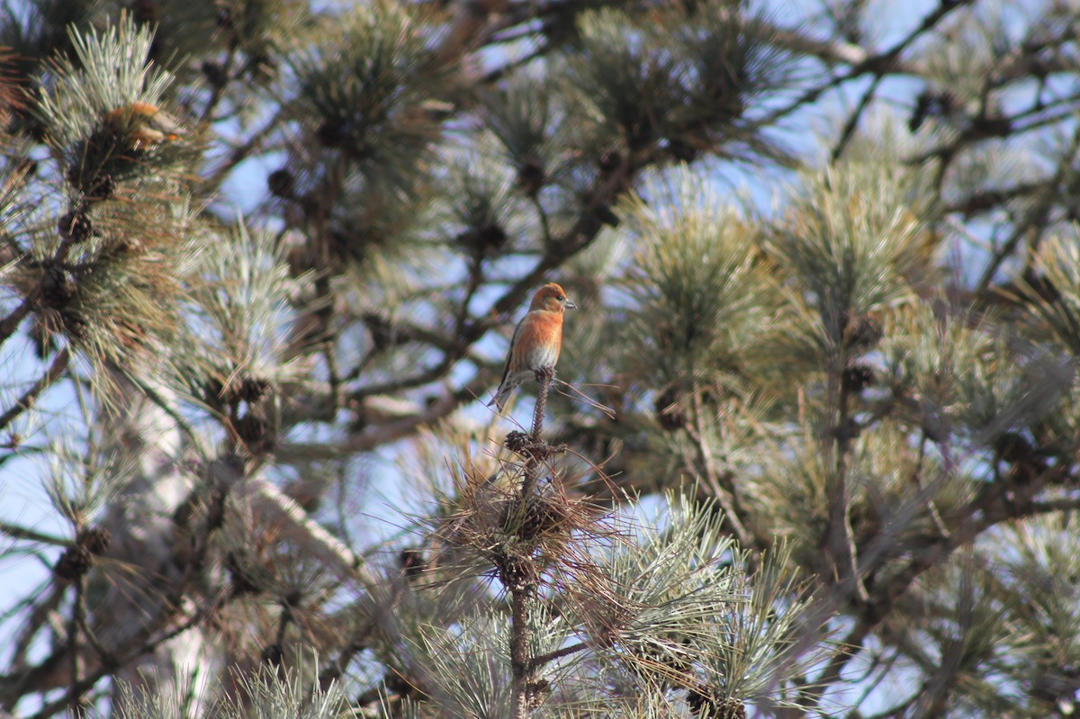 Red Crossbill - ML631854044