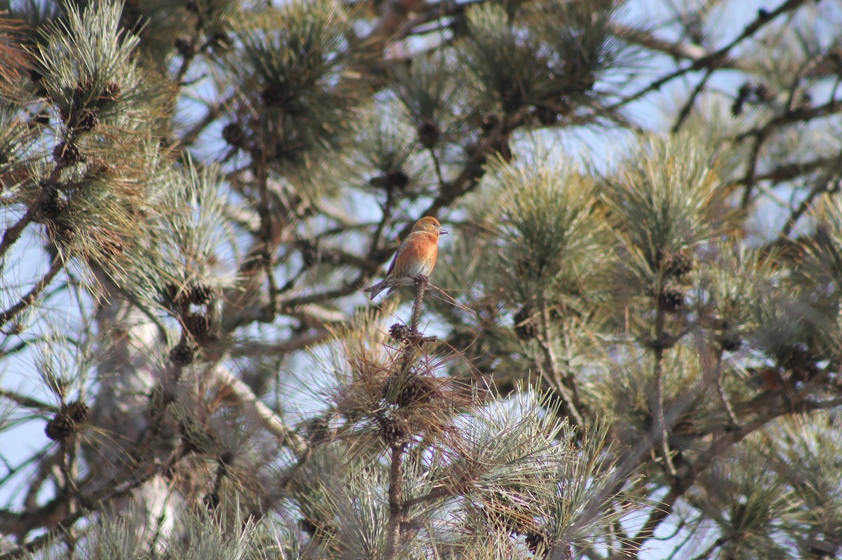 Red Crossbill - ML631854045