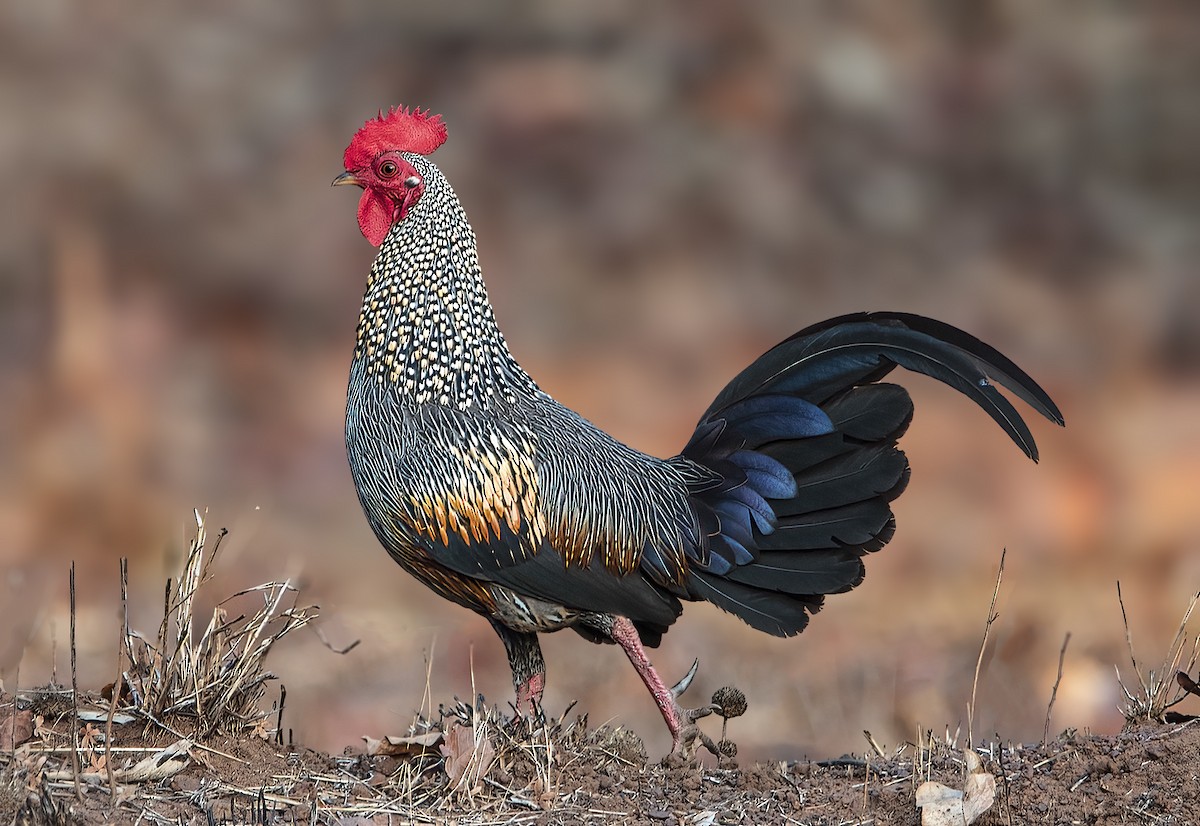 Gray Junglefowl - ML631854078