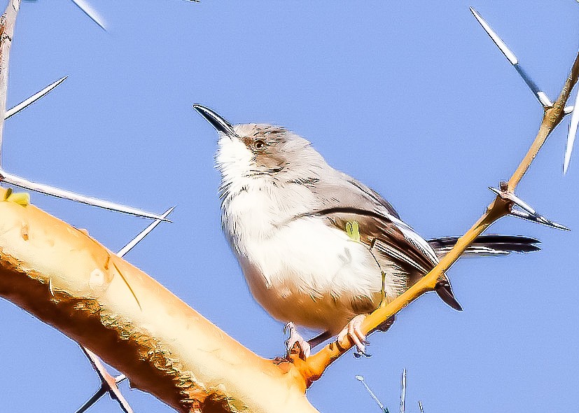 Maasai Apalis - ML631854180