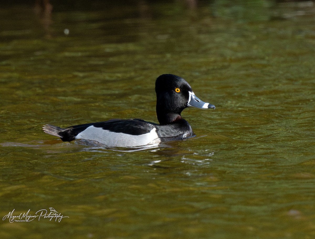 צולל צווארון - ML631854209