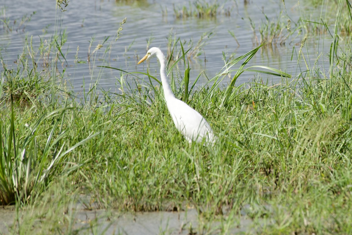 Yellow-billed Egret - ML631854264