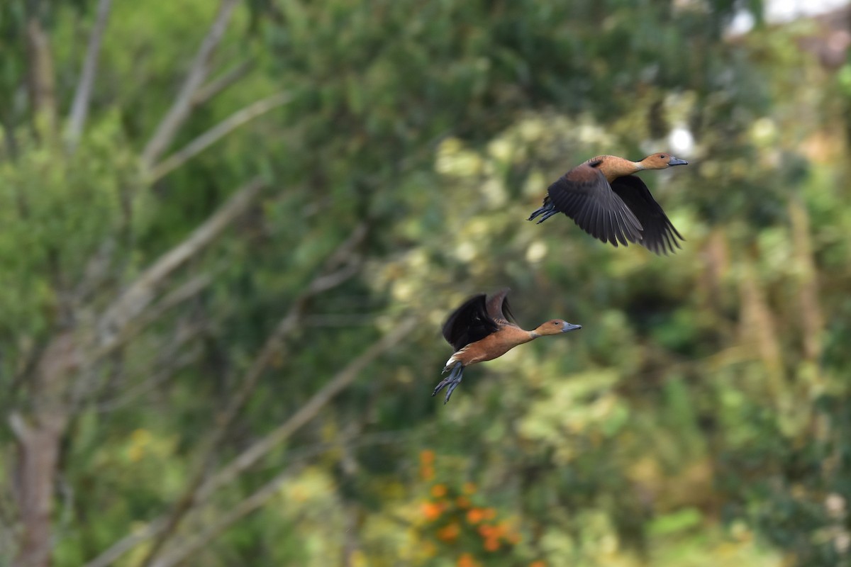 Fulvous Whistling-Duck - ML631854314