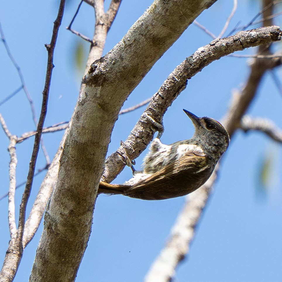 Antillean Piculet - ML631854538