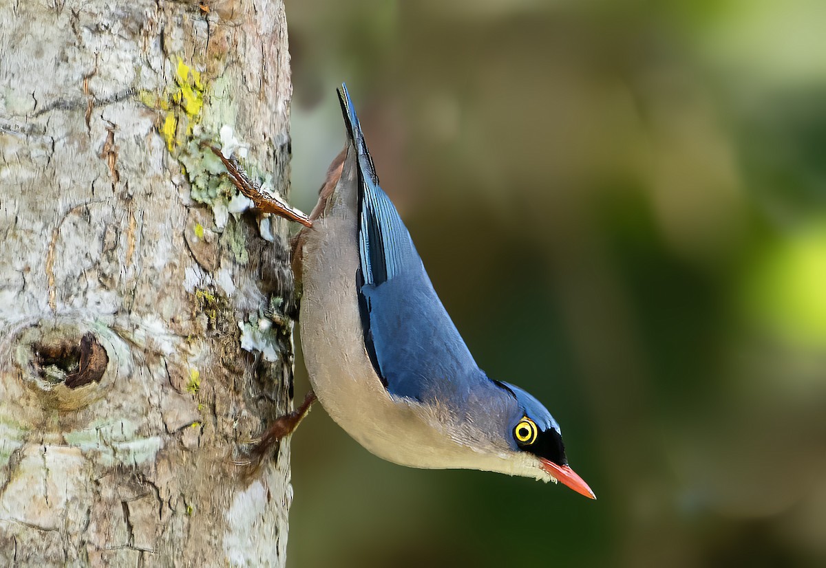 Velvet-fronted Nuthatch - ML631854575