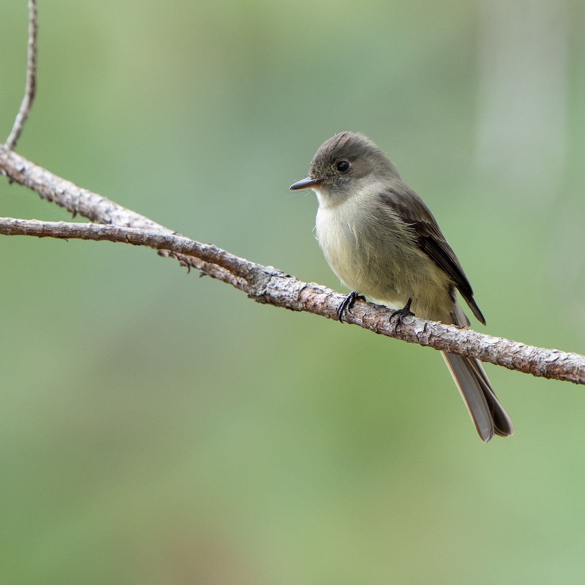 Hispaniolan Pewee - ML631854626