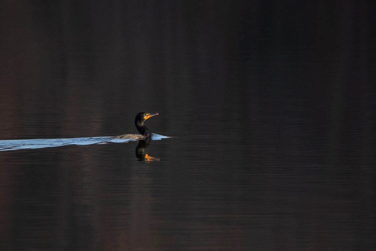 Cormorán Orejudo - ML631854727