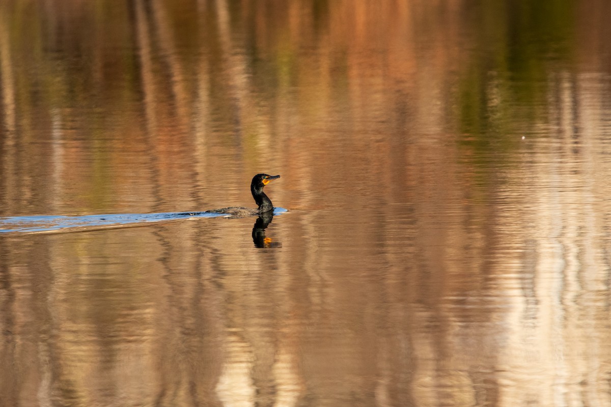 Cormorán Orejudo - ML631854728