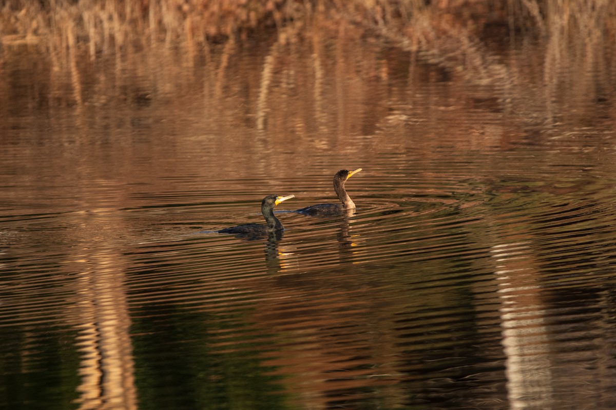 Cormorán Orejudo - ML631854729