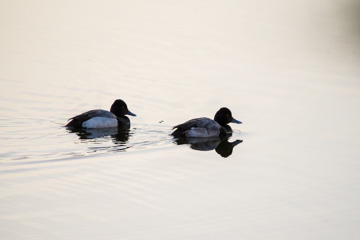Porrón Bola - ML631854744