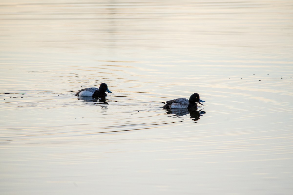 Porrón Bola - ML631854745