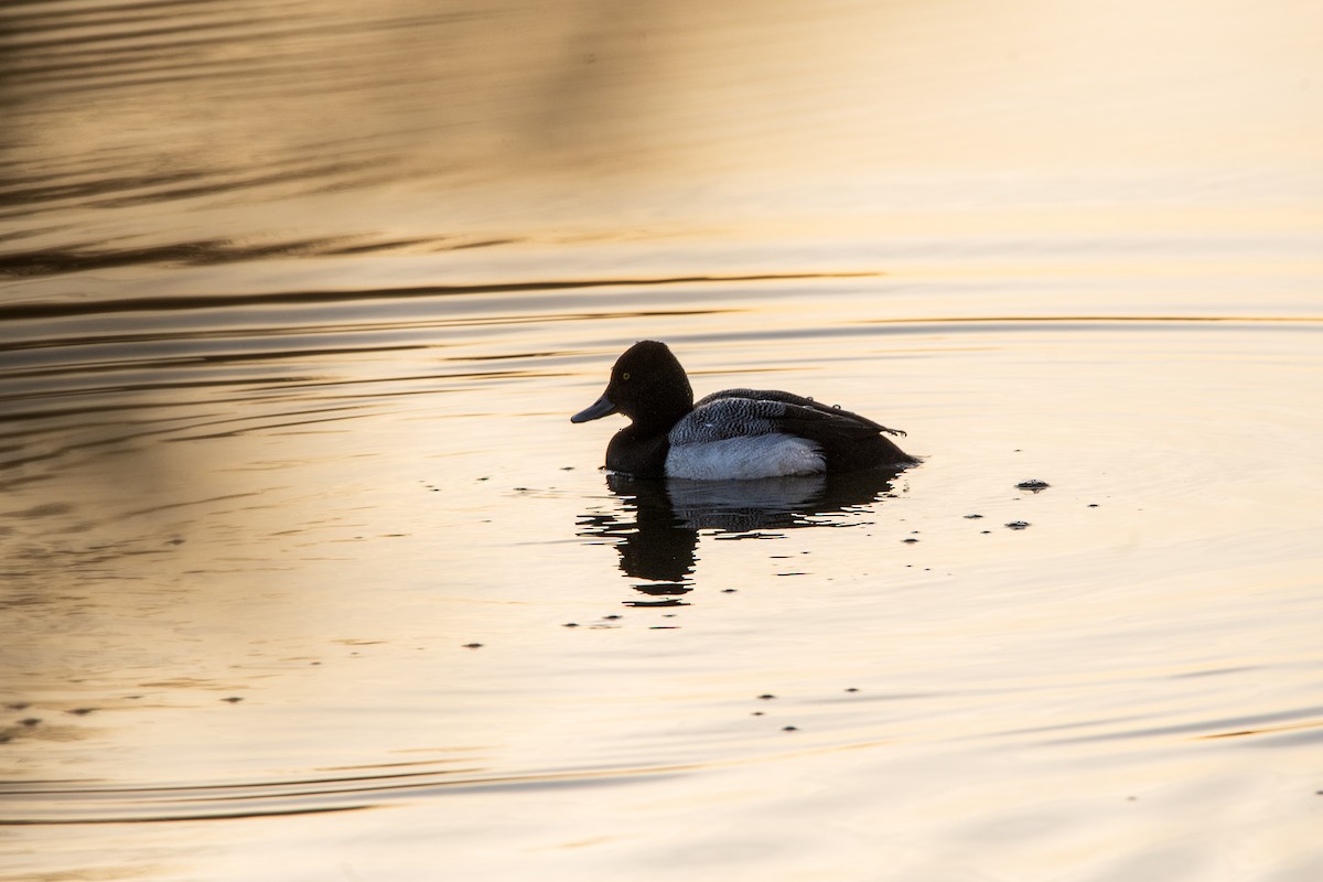 Porrón Bola - ML631854746