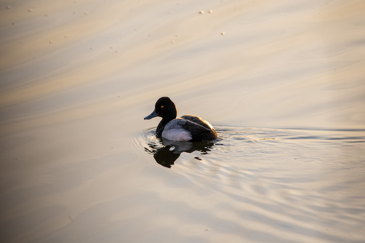 Porrón Bola - ML631854747