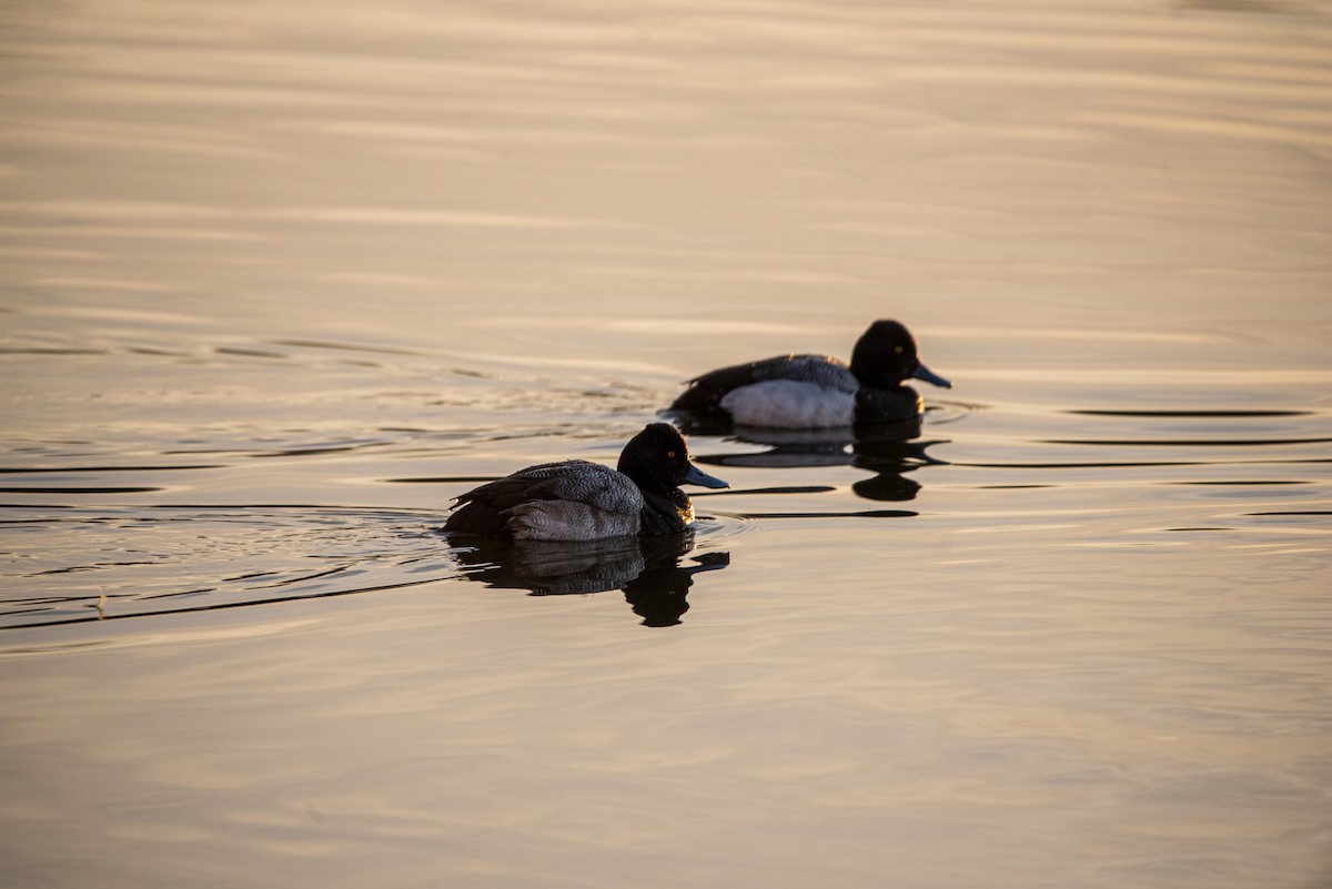 Porrón Bola - ML631854748