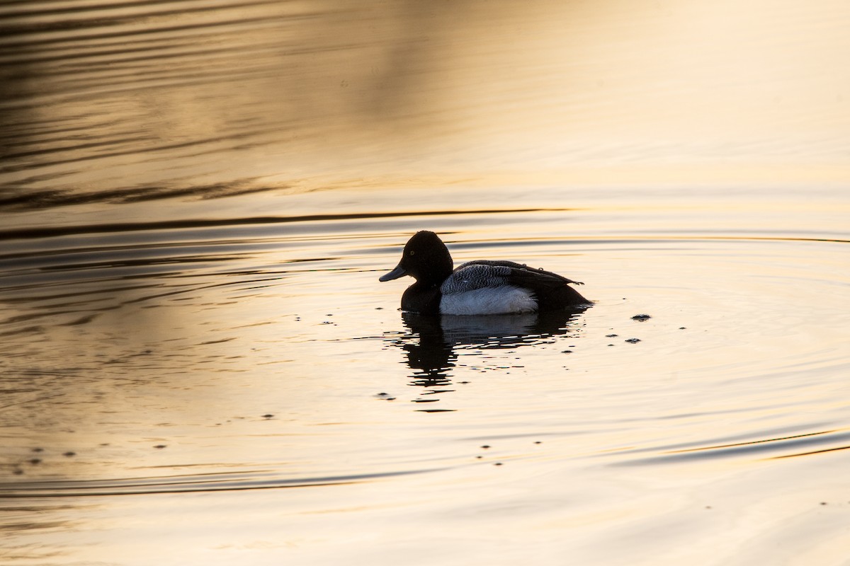 Porrón Bola - ML631854749