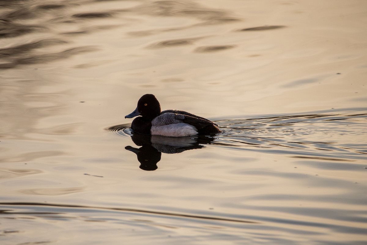 Porrón Bola - ML631854750