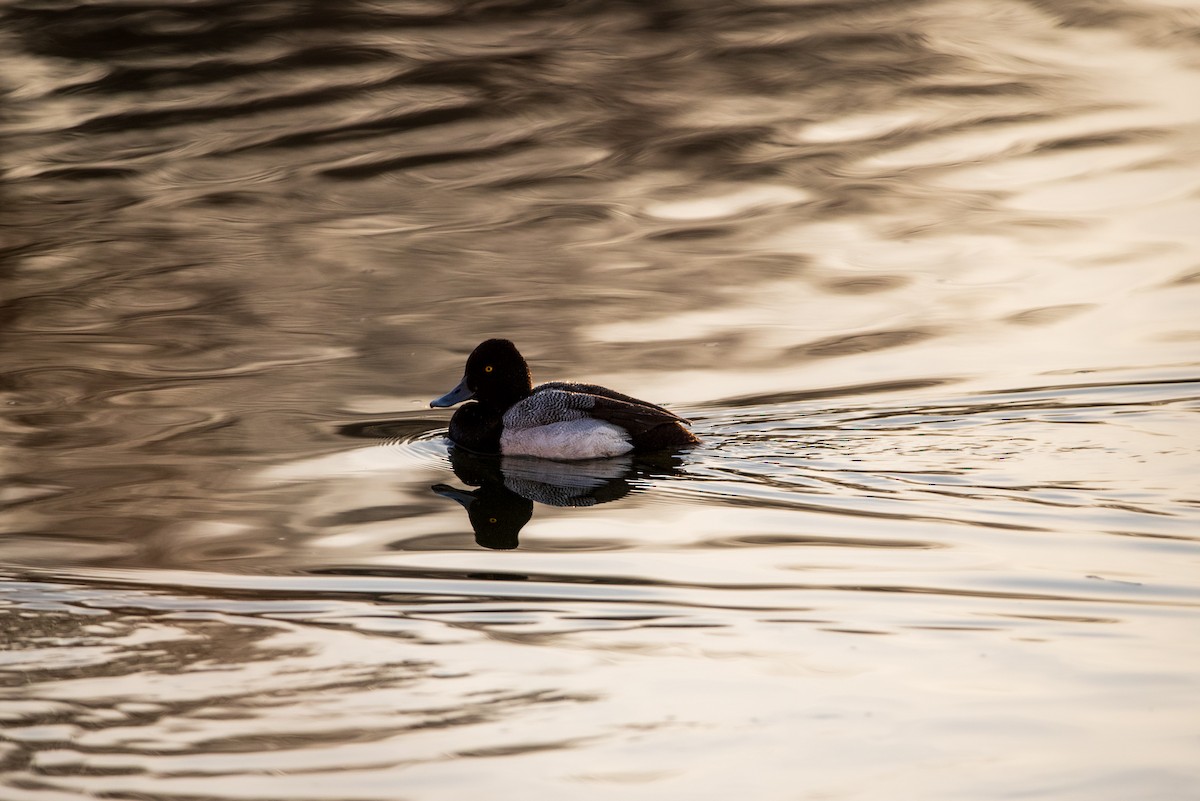 Porrón Bola - ML631854751