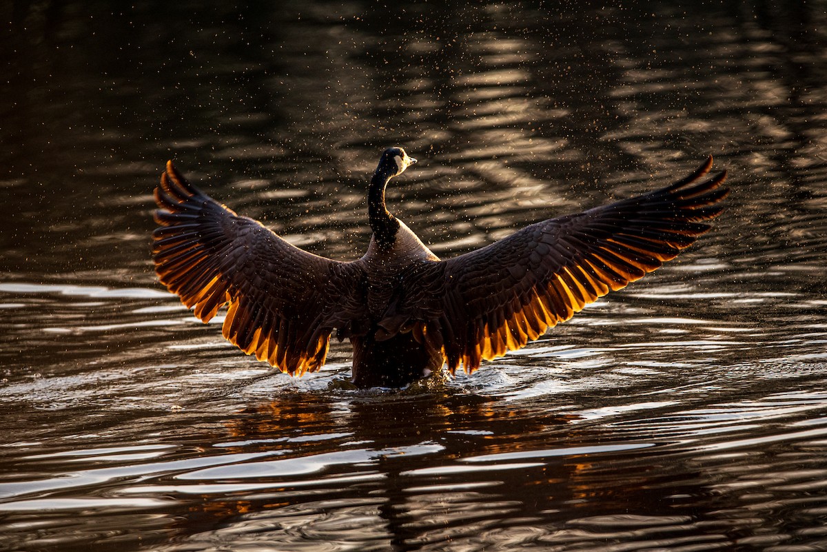 Barnacla Canadiense Grande - ML631854766