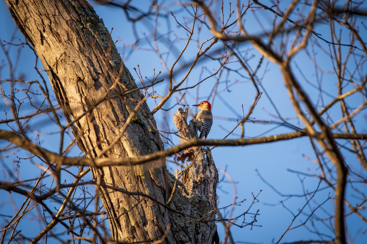 Carpintero de Carolina - ML631854772
