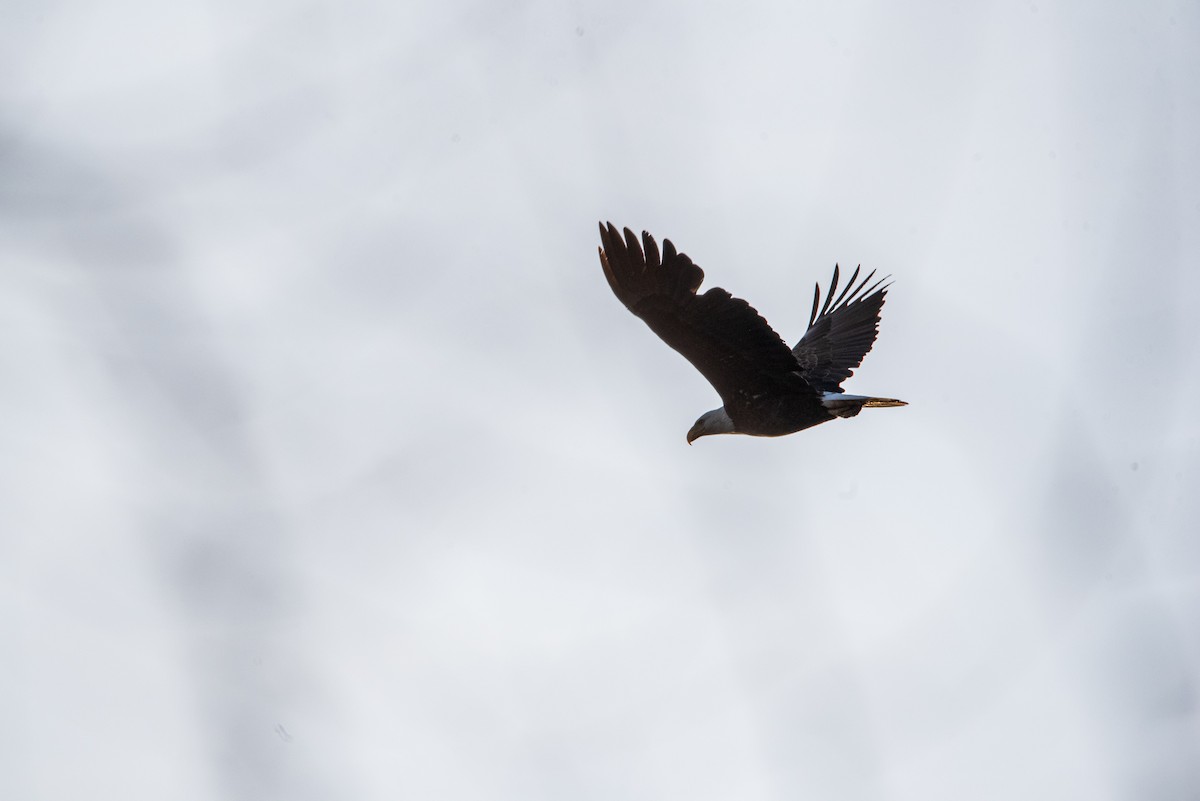 Pigargo Americano - ML631854776