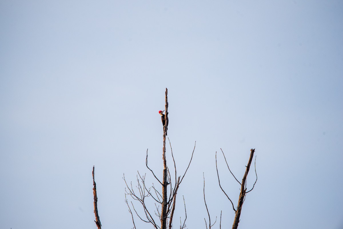 Picamaderos Norteamericano - ML631854781