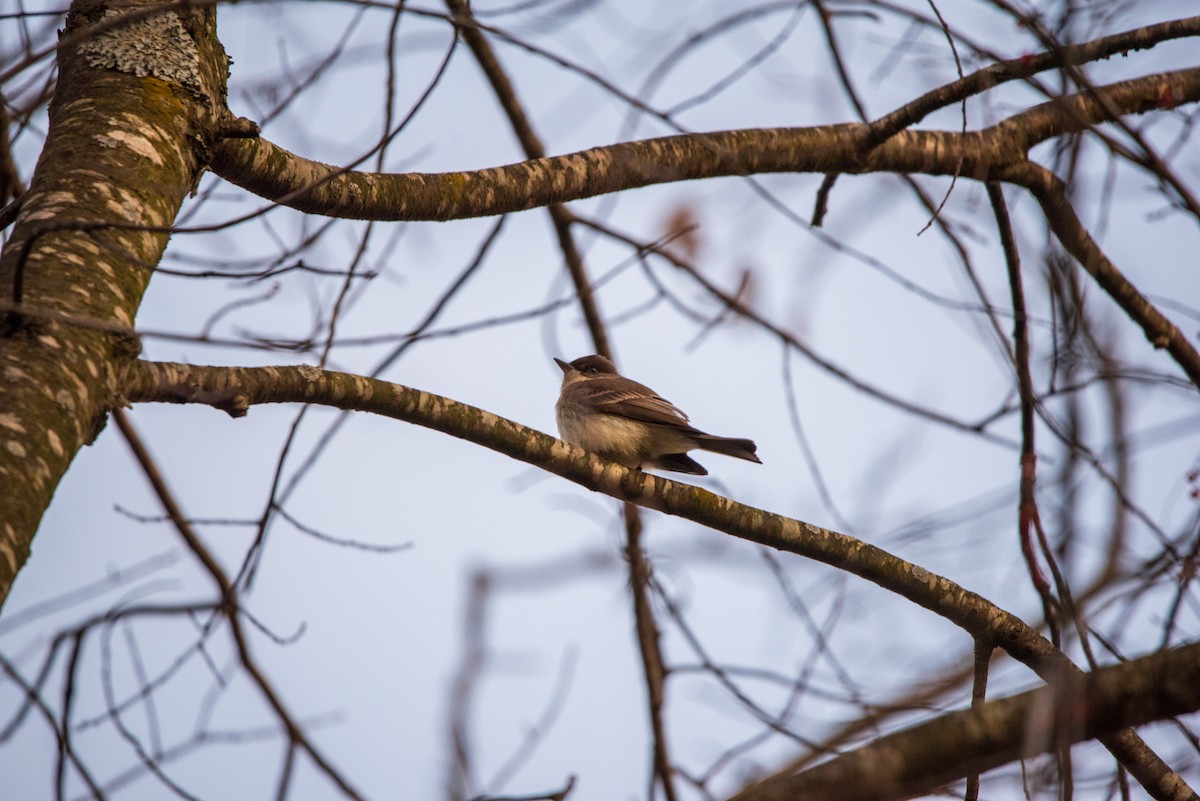 Mosquero Fibí - ML631854788