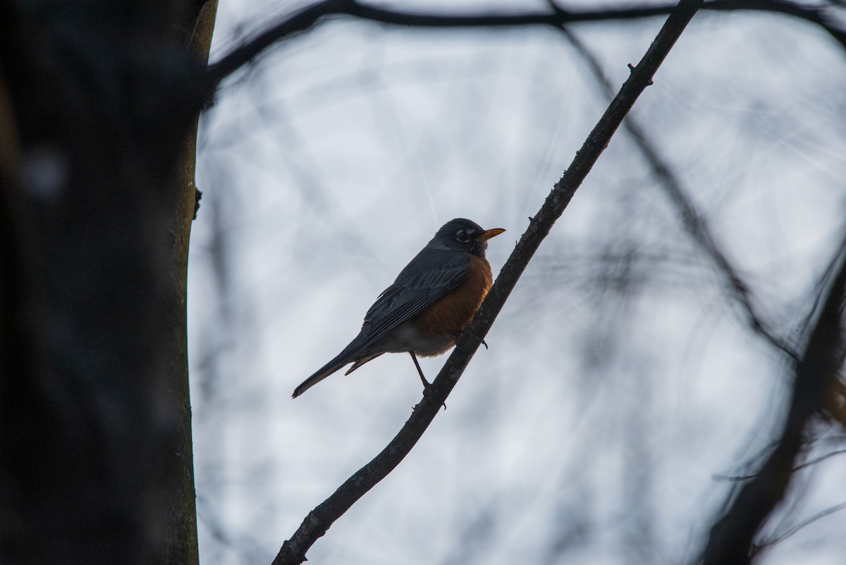 Zorzal Americano - ML631854794