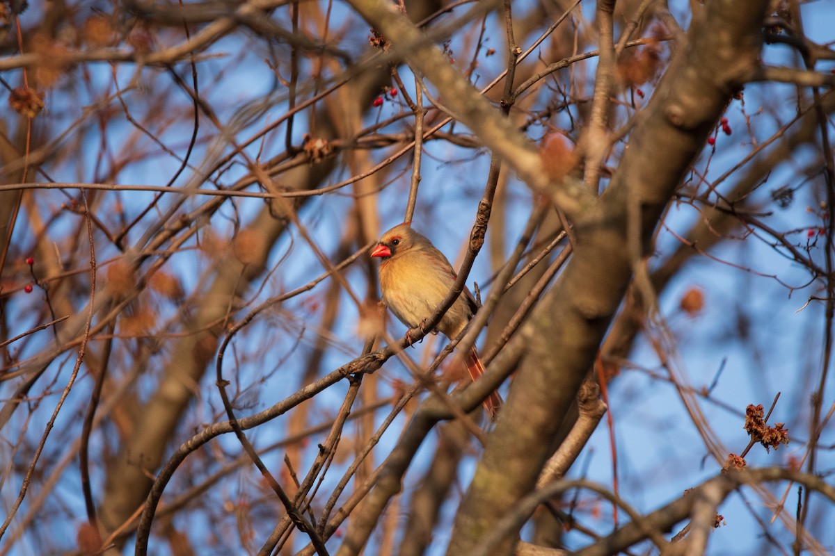 Cardenal Norteño - ML631854802